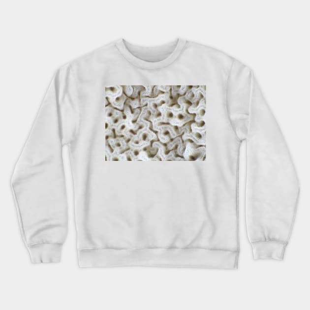 Light micrograph of bolete mushroom pores, field of view is about 3mm wide Crewneck Sweatshirt by SDym Photography